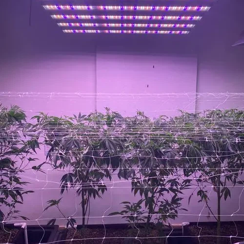 LED grow light LED grow light